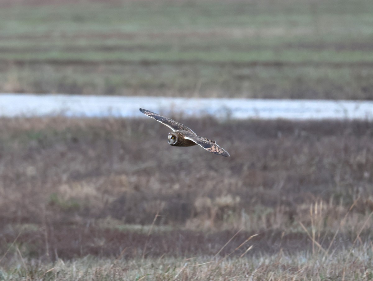 Zingira-hontza - ML646608600