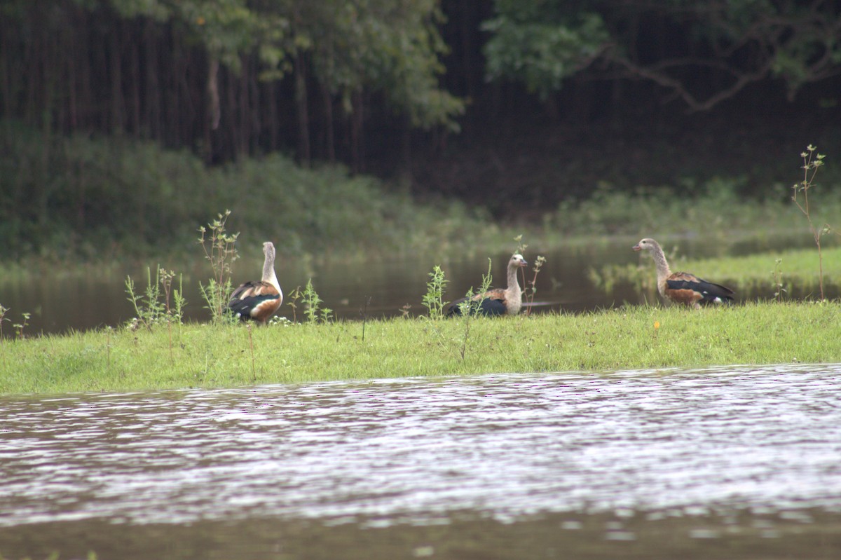 Orinoco Goose - ML646608601