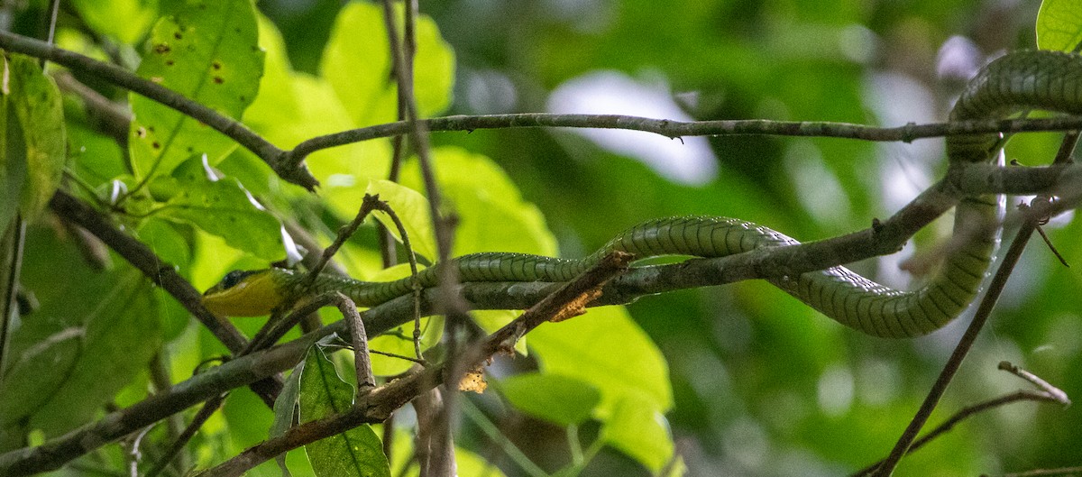 Linnaeus' Sipo - ML646608605