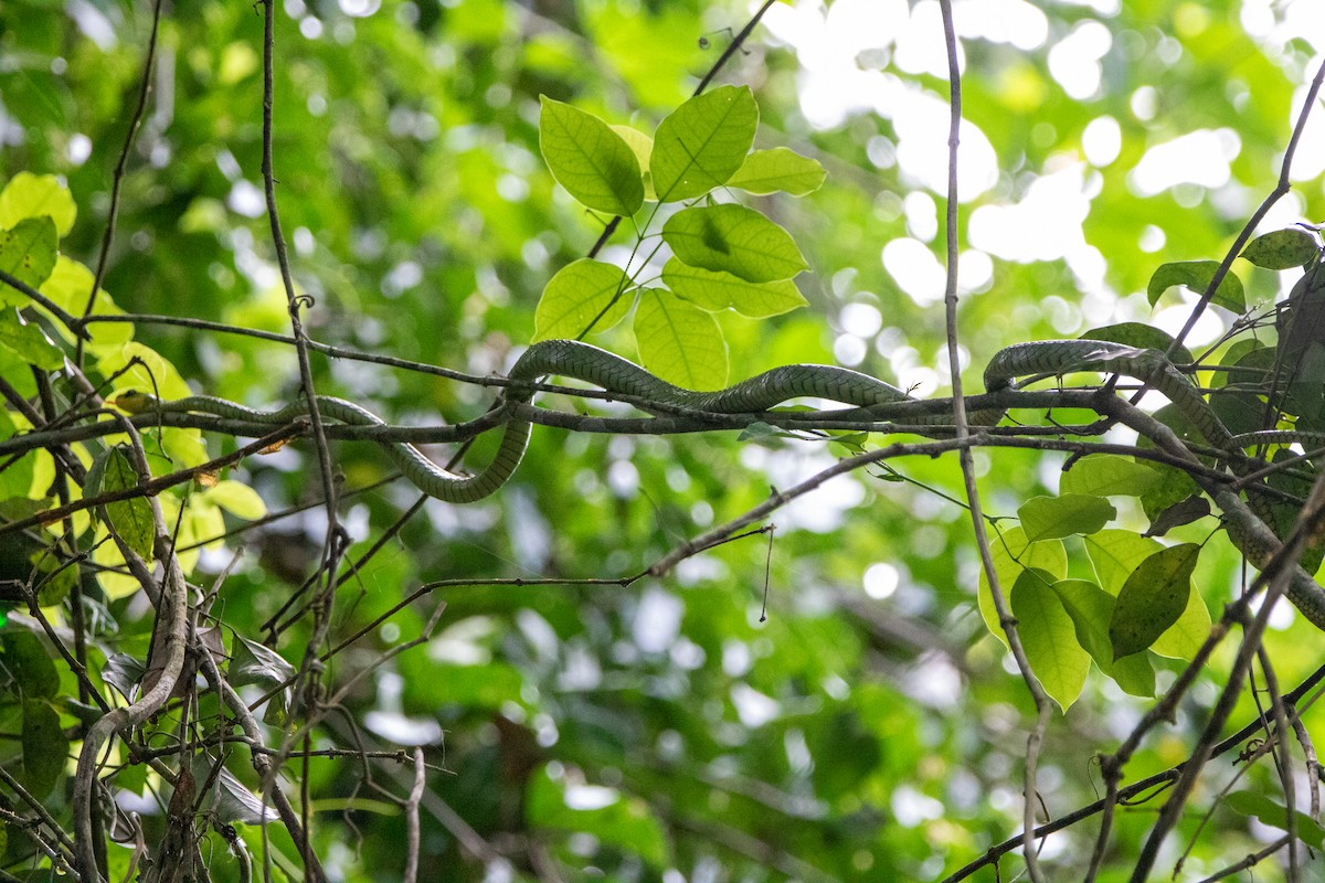 Linnaeus' Sipo - ML646608606