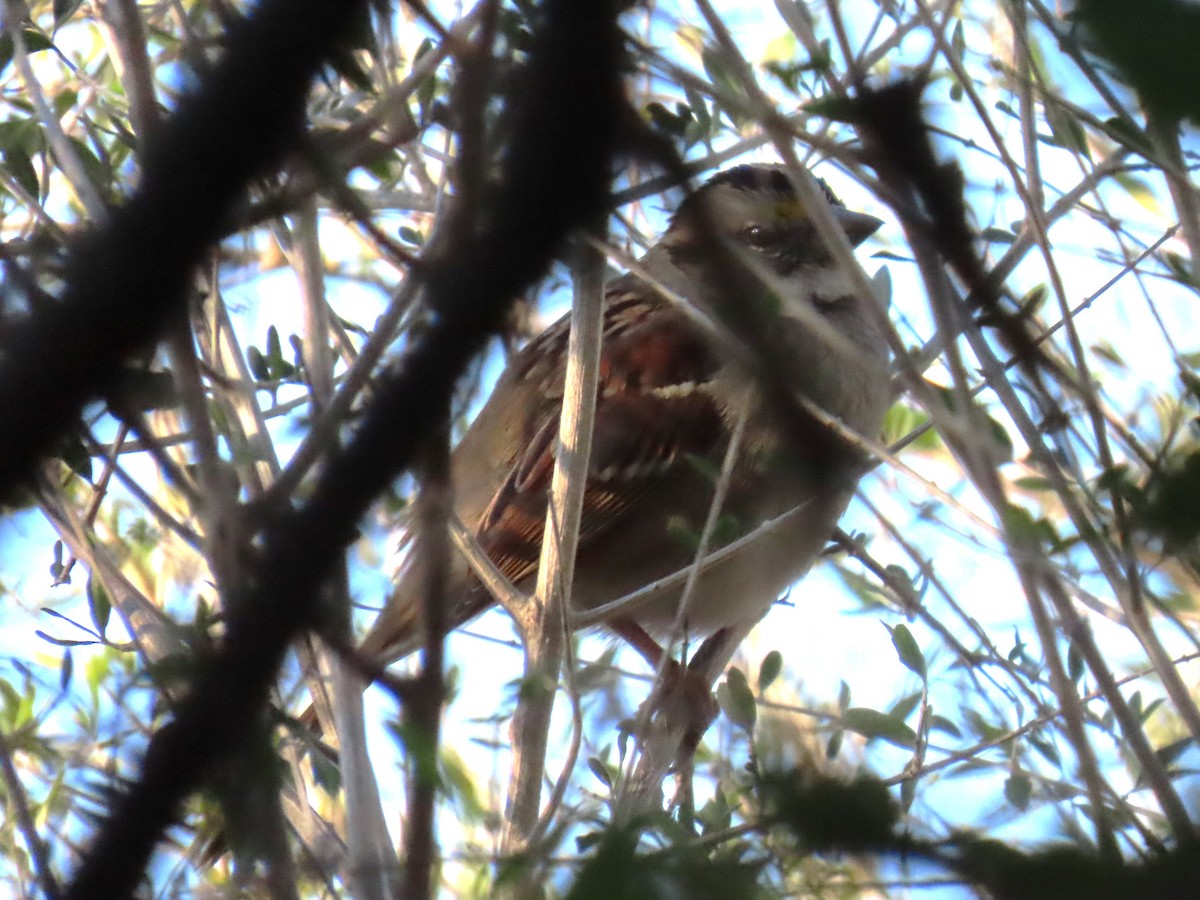 White-throated Sparrow - ML646608609