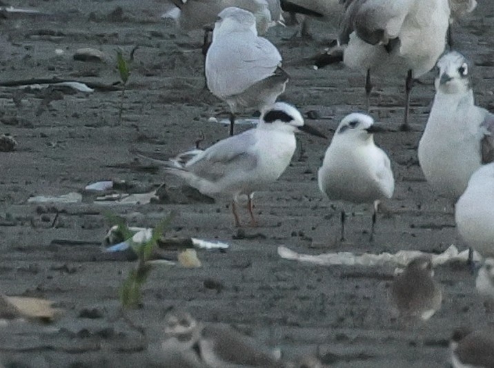 Forster's Tern - ML646608610
