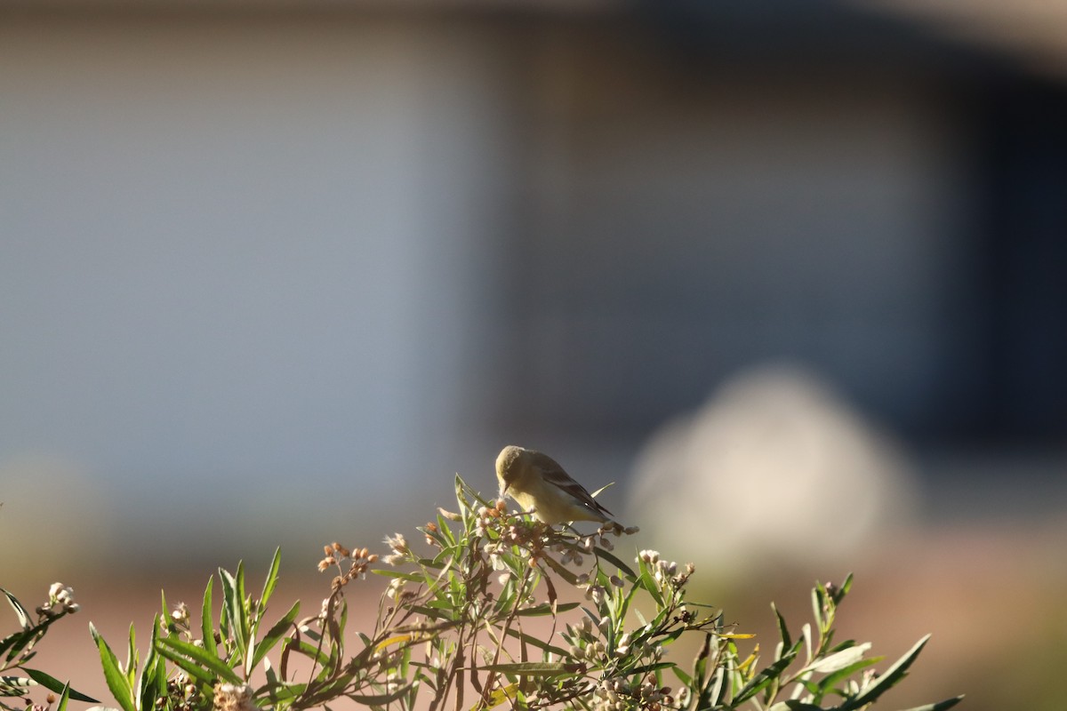 Lesser Goldfinch - ML646608611