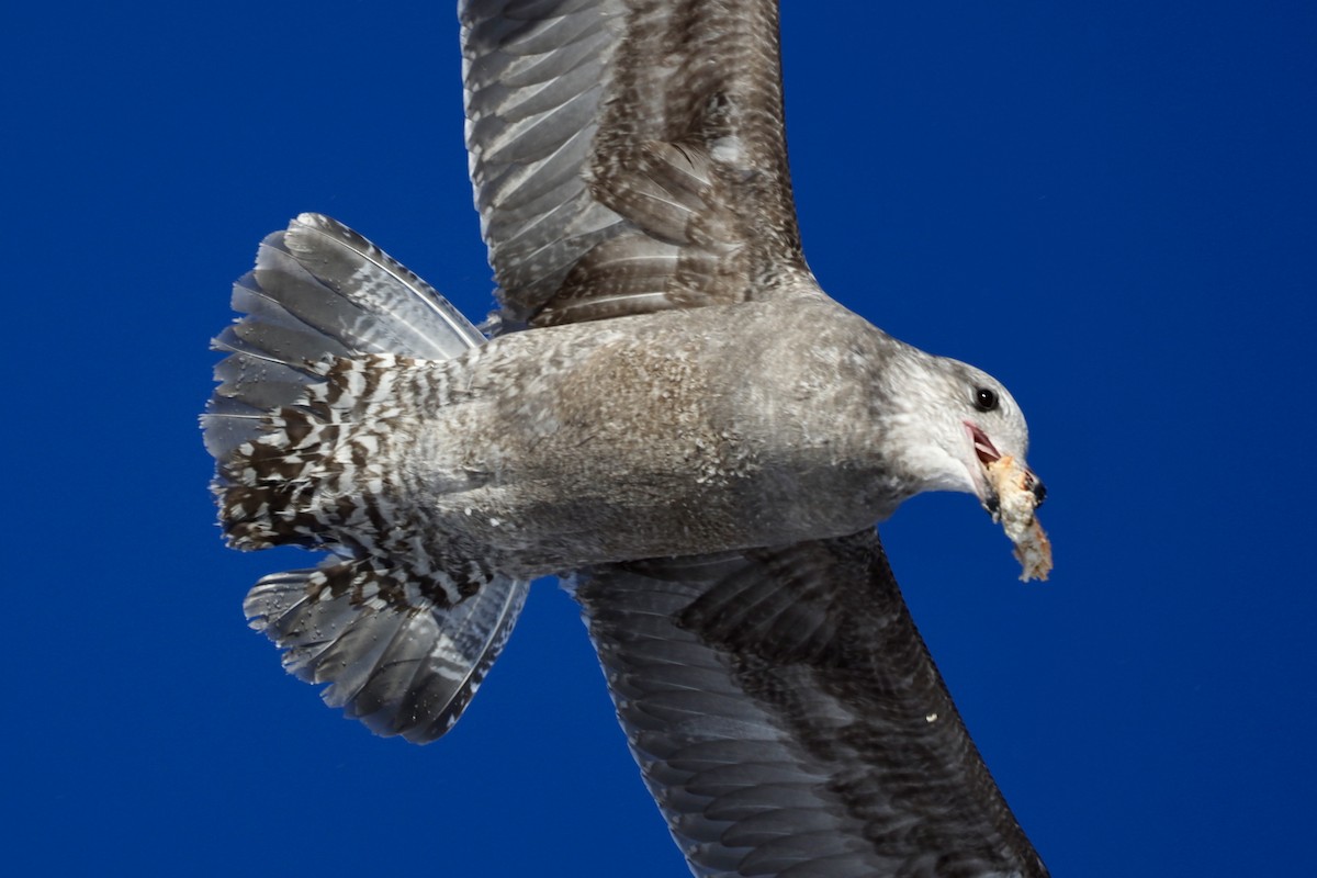 American Herring Gull - ML646608613