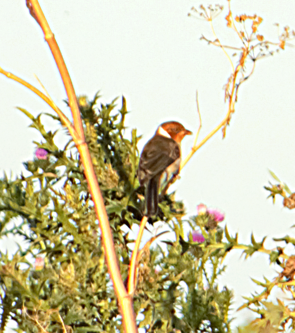 gulnebbkardinal - ML646608614