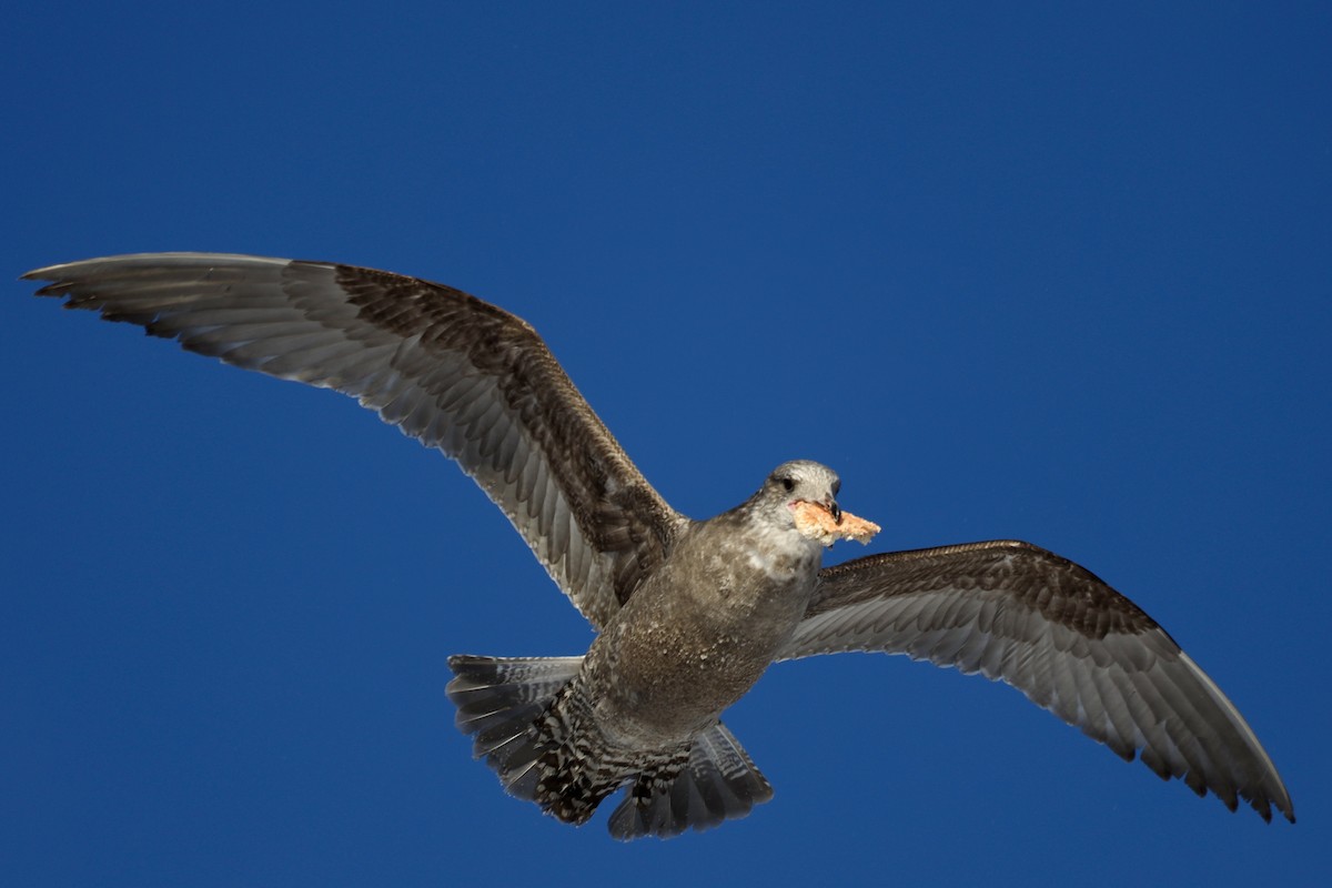 American Herring Gull - ML646608615