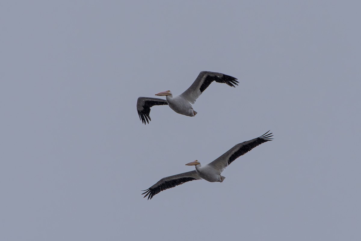 Amerika Pelikanı - ML646608617