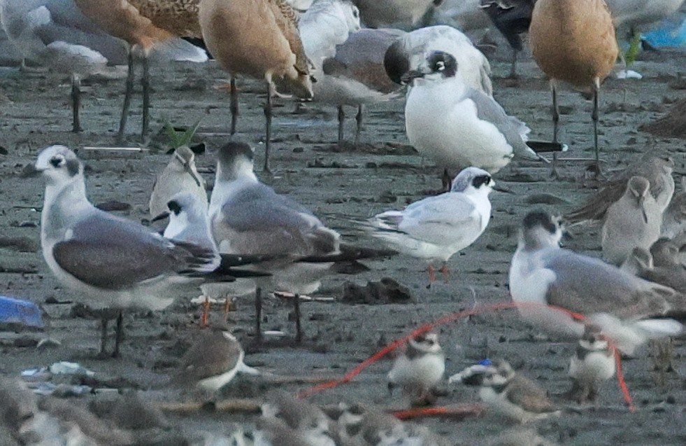 Forster's Tern - ML646608618
