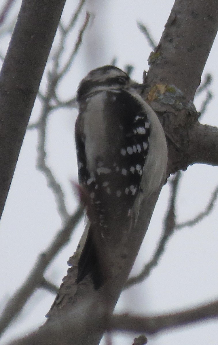 Downy Woodpecker - ML646608619