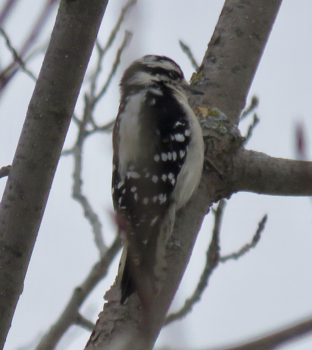 Downy Woodpecker - ML646608620