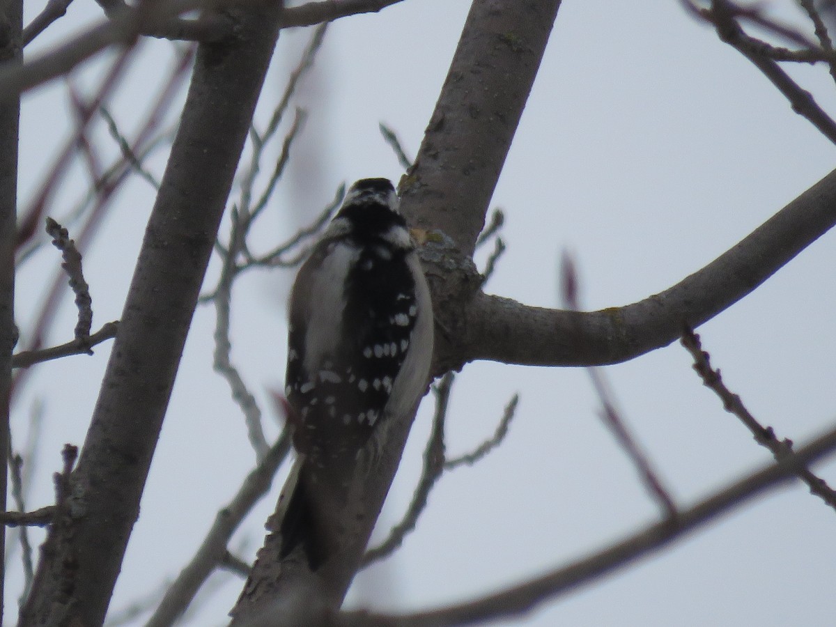 Downy Woodpecker - ML646608621