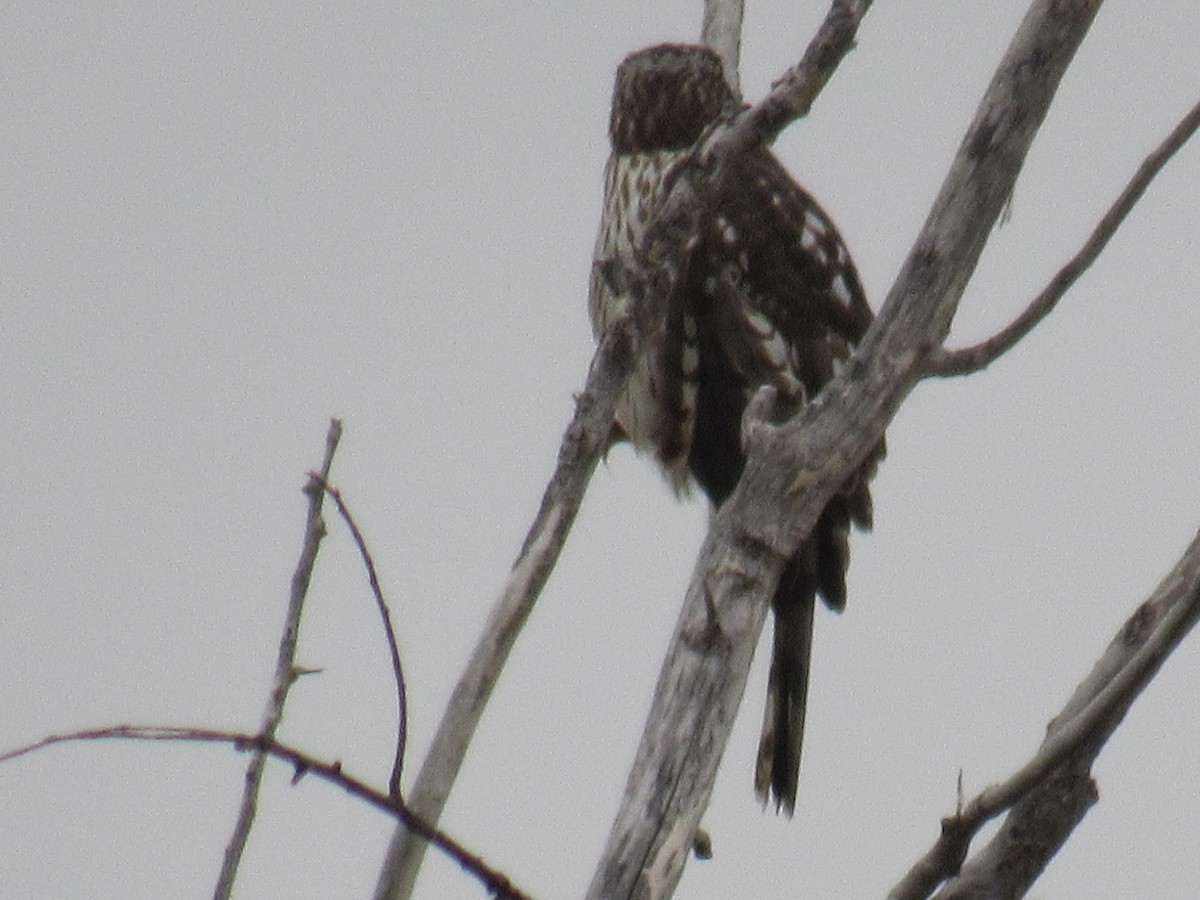 Cooper's Hawk - ML646608626