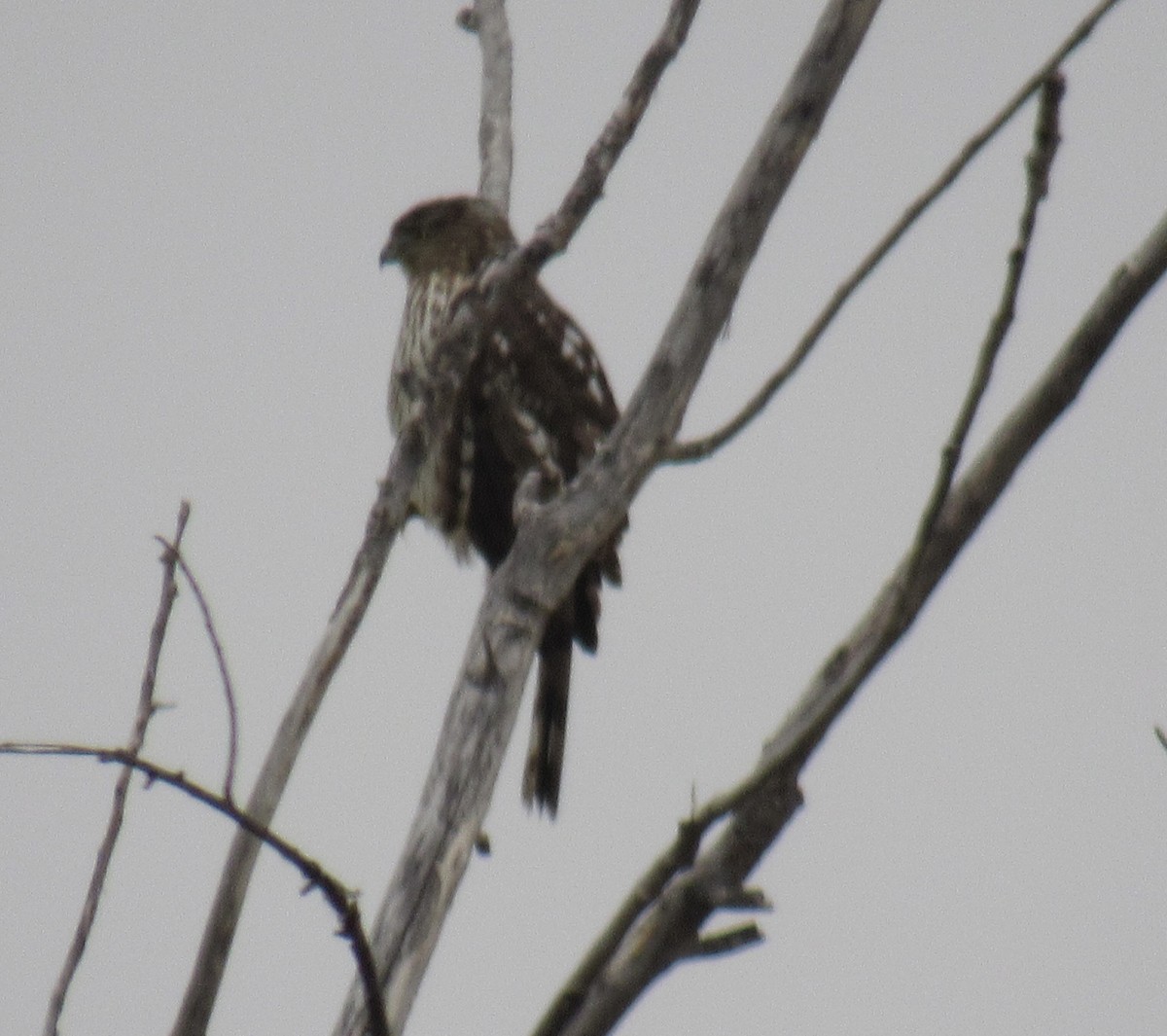 Cooper's Hawk - ML646608627