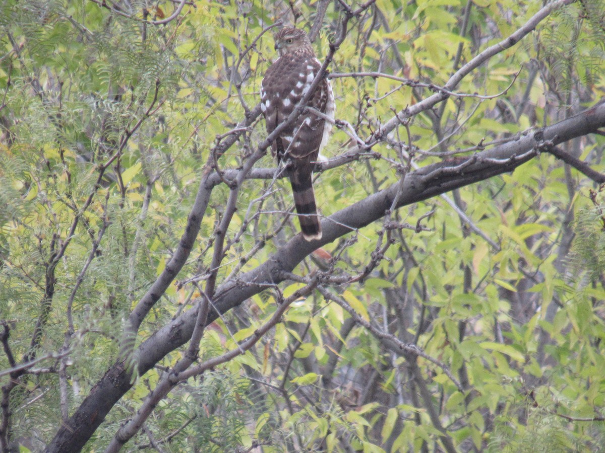 Cooper's Hawk - ML646608628