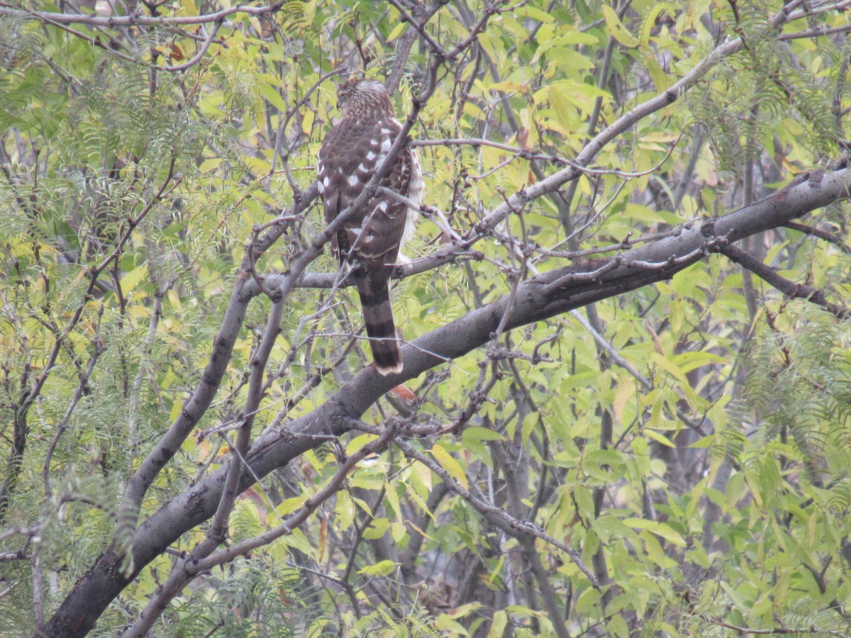 Cooper's Hawk - ML646608629