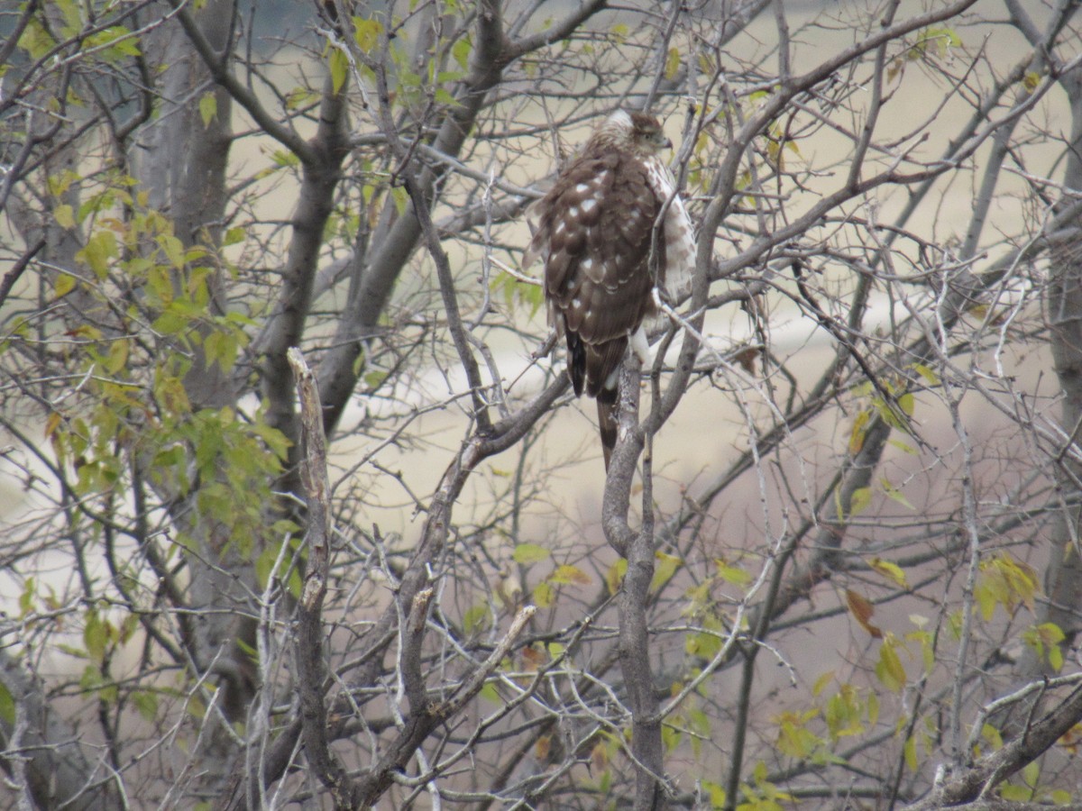 Cooper's Hawk - ML646608630