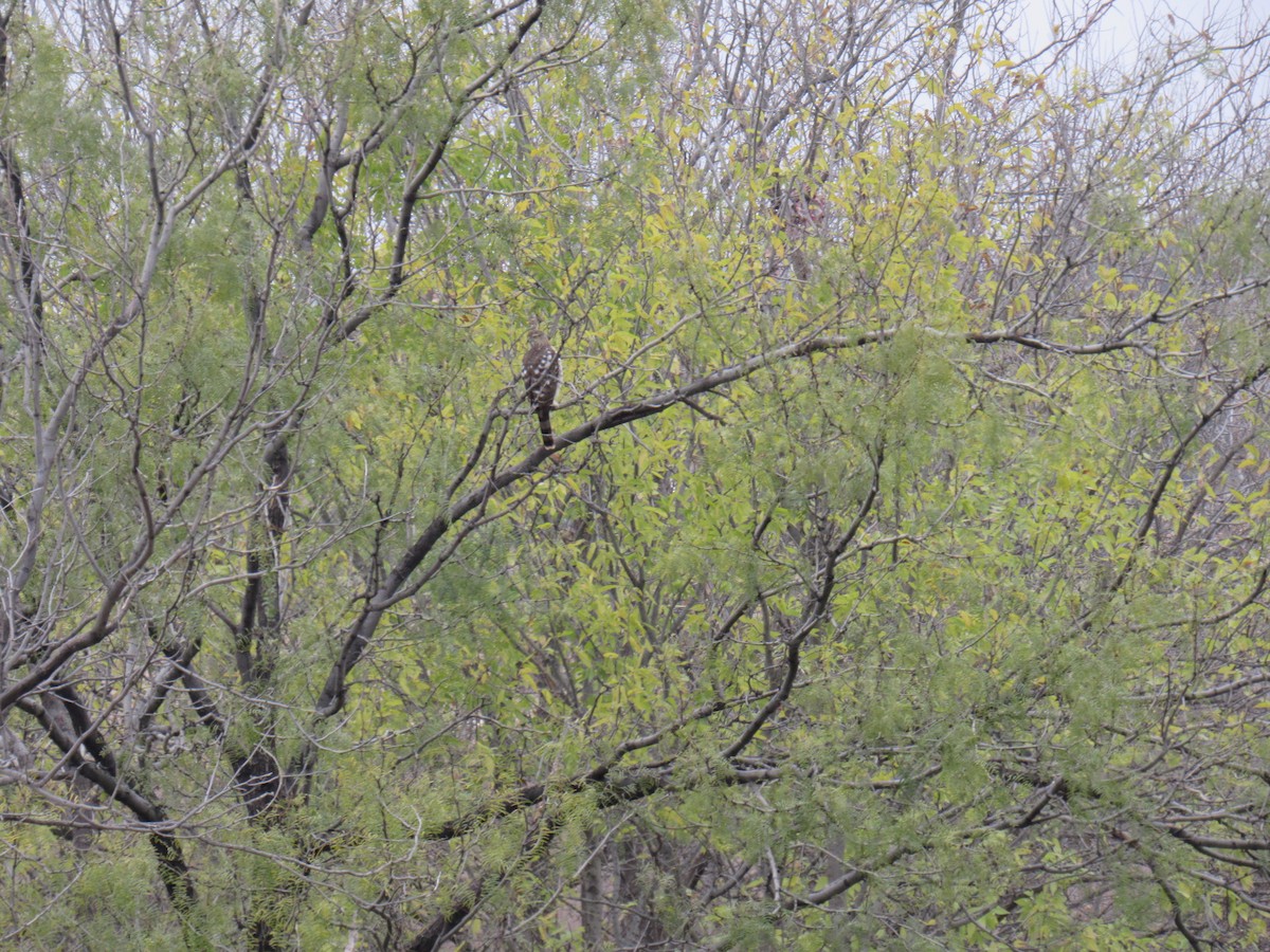 Cooper's Hawk - ML646608631