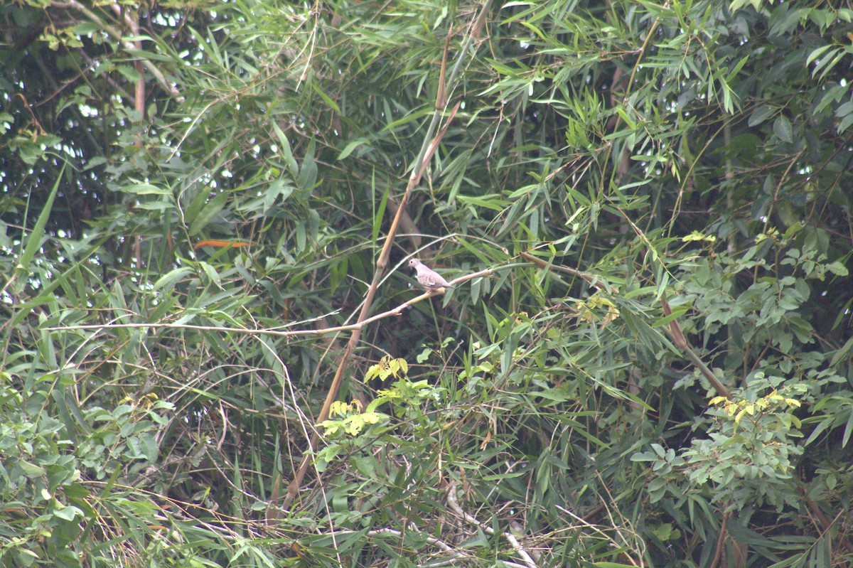Ruddy Ground Dove - ML646608632