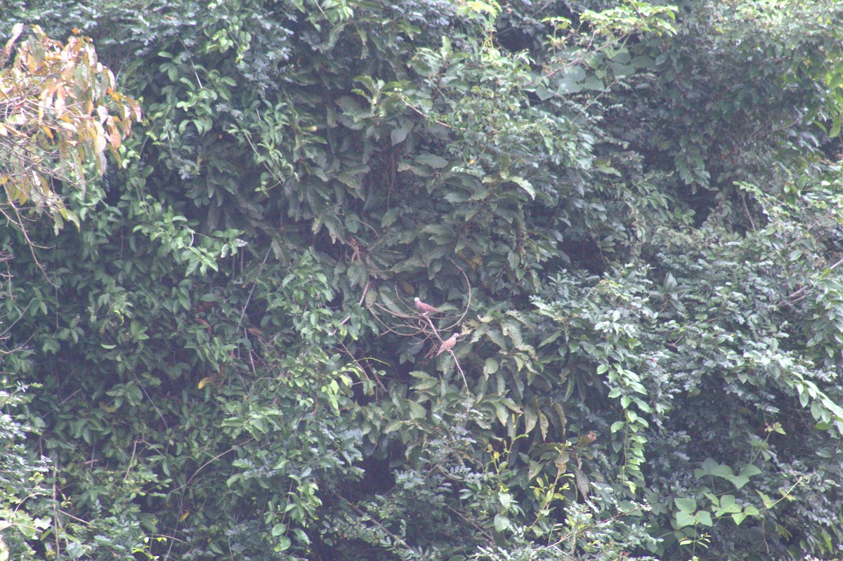 Ruddy Ground Dove - ML646608633