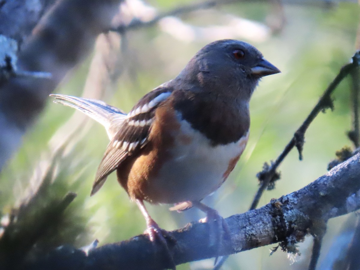 Spotted Towhee - ML646608634
