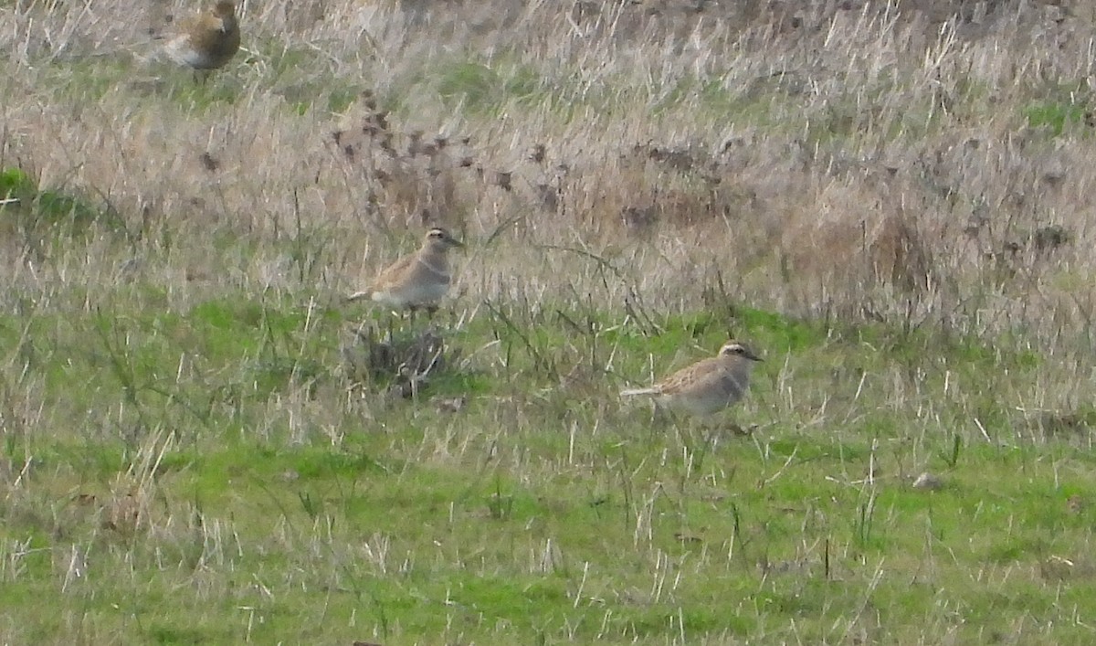 Eurasian Dotterel - ML646608635