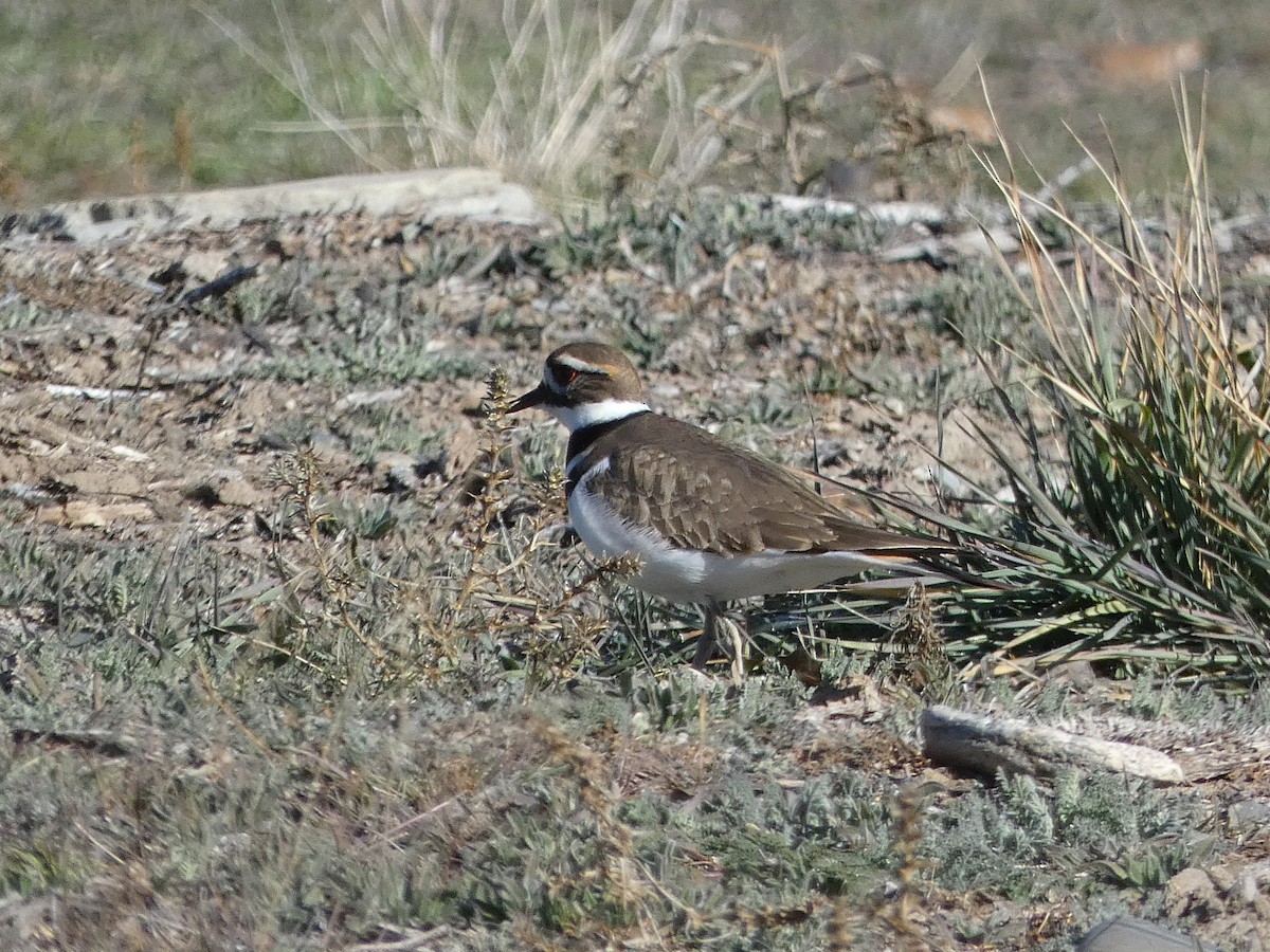 Killdeer - ML646608637