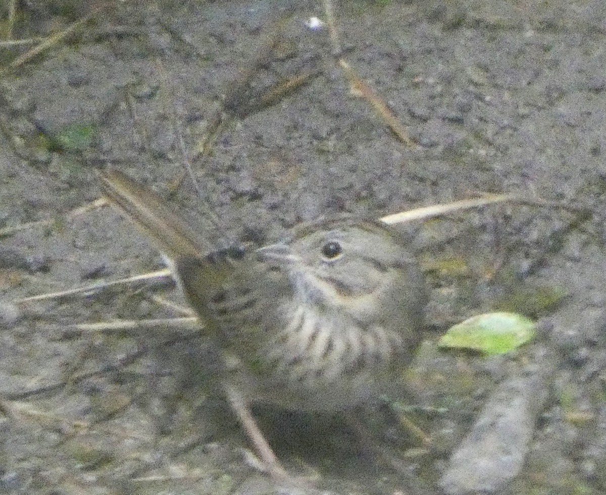 Lincoln's Sparrow - ML646608639