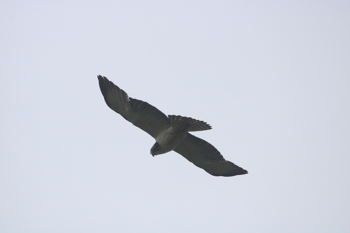 Short-tailed Hawk - ML646608640