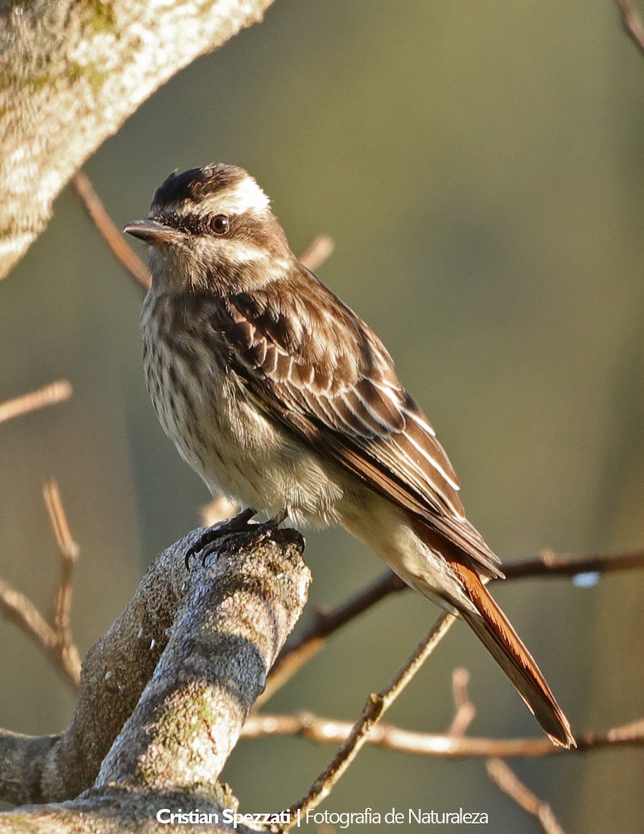 Variegated Flycatcher - ML646608642