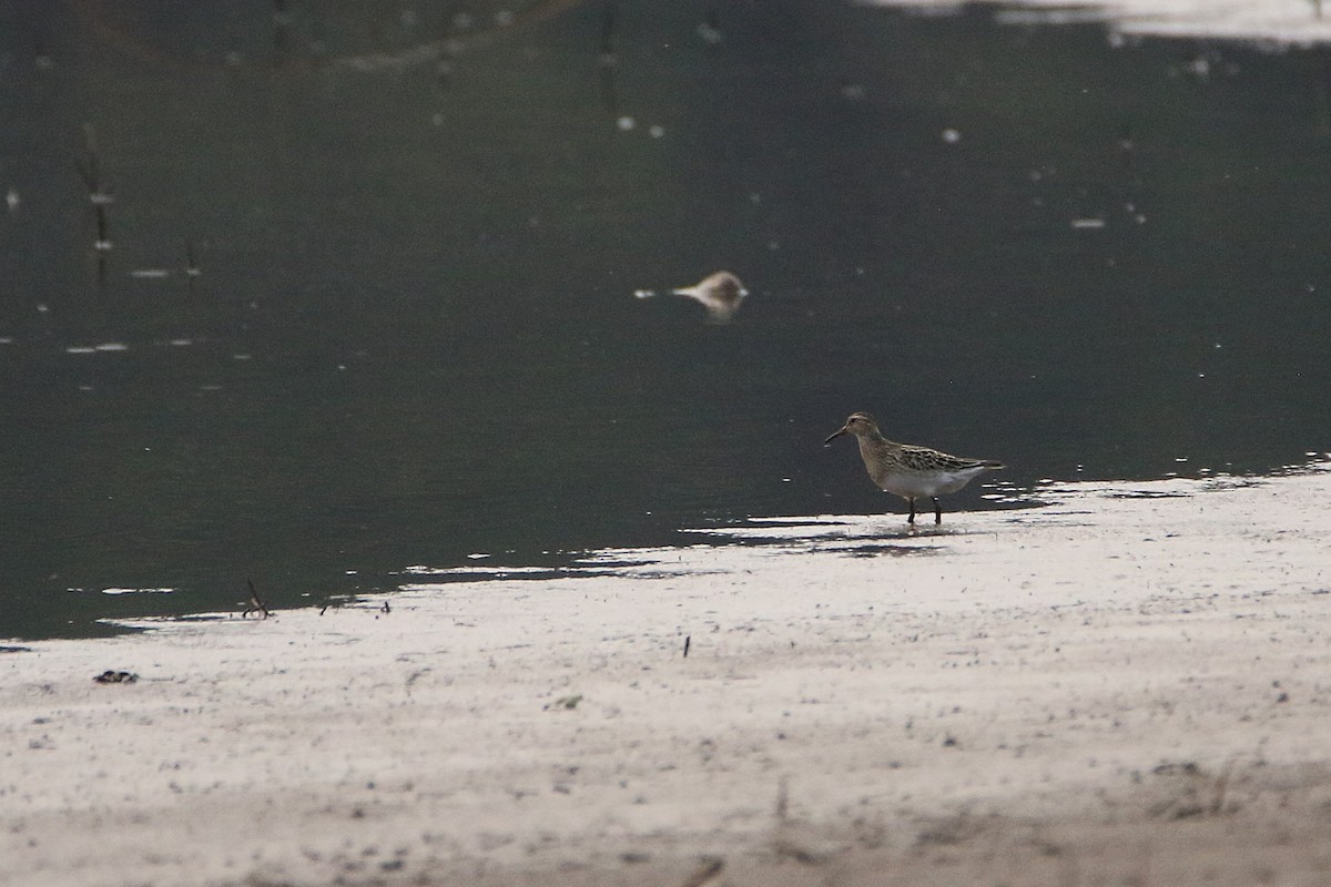 חופית כהת-חזה - ML646608643