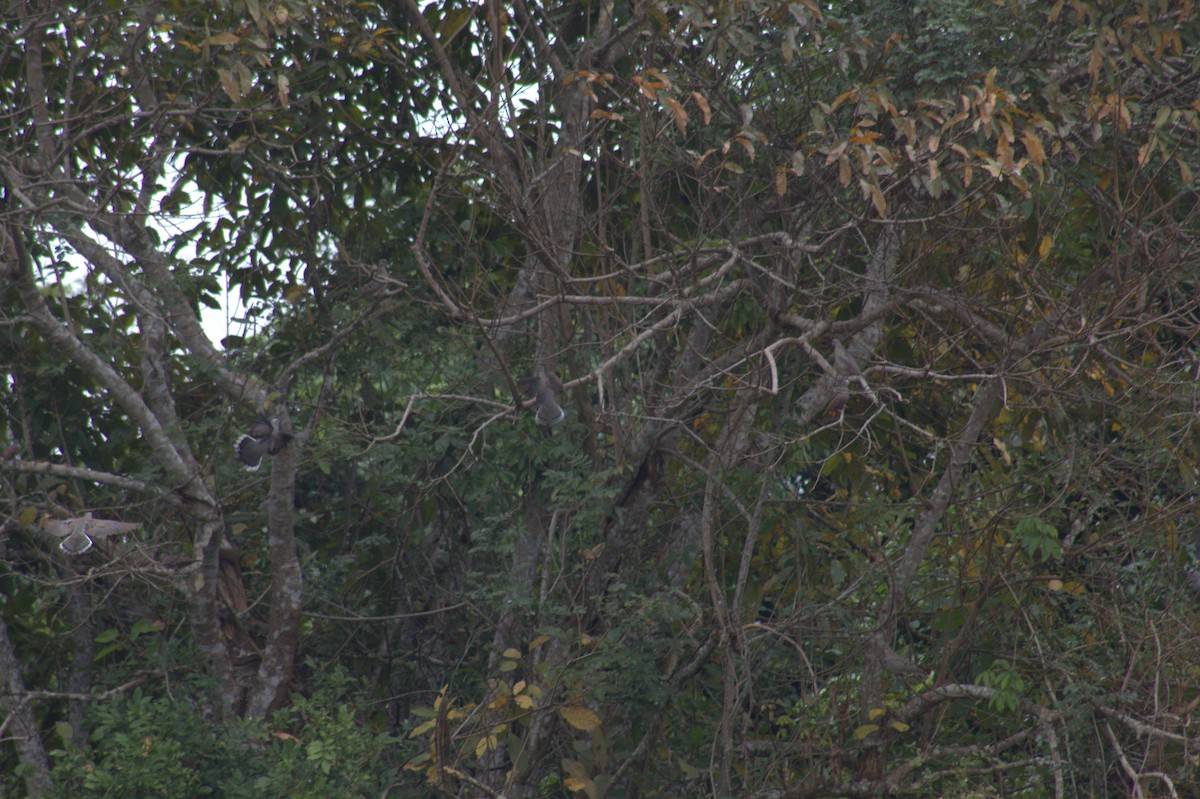 Picui Ground Dove - ML646608645