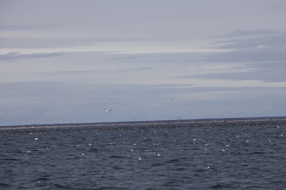 Common Eider - ML646608646