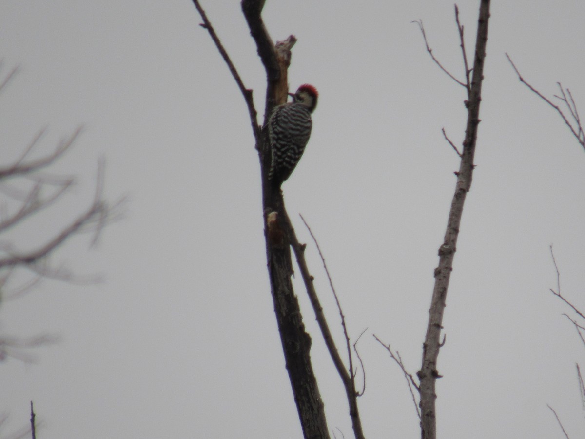 Ladder-backed Woodpecker - ML646608647