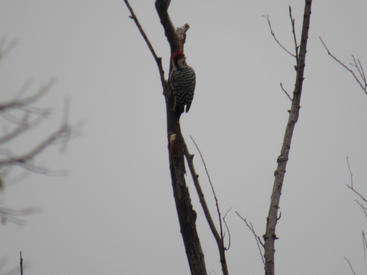 Ladder-backed Woodpecker - ML646608648