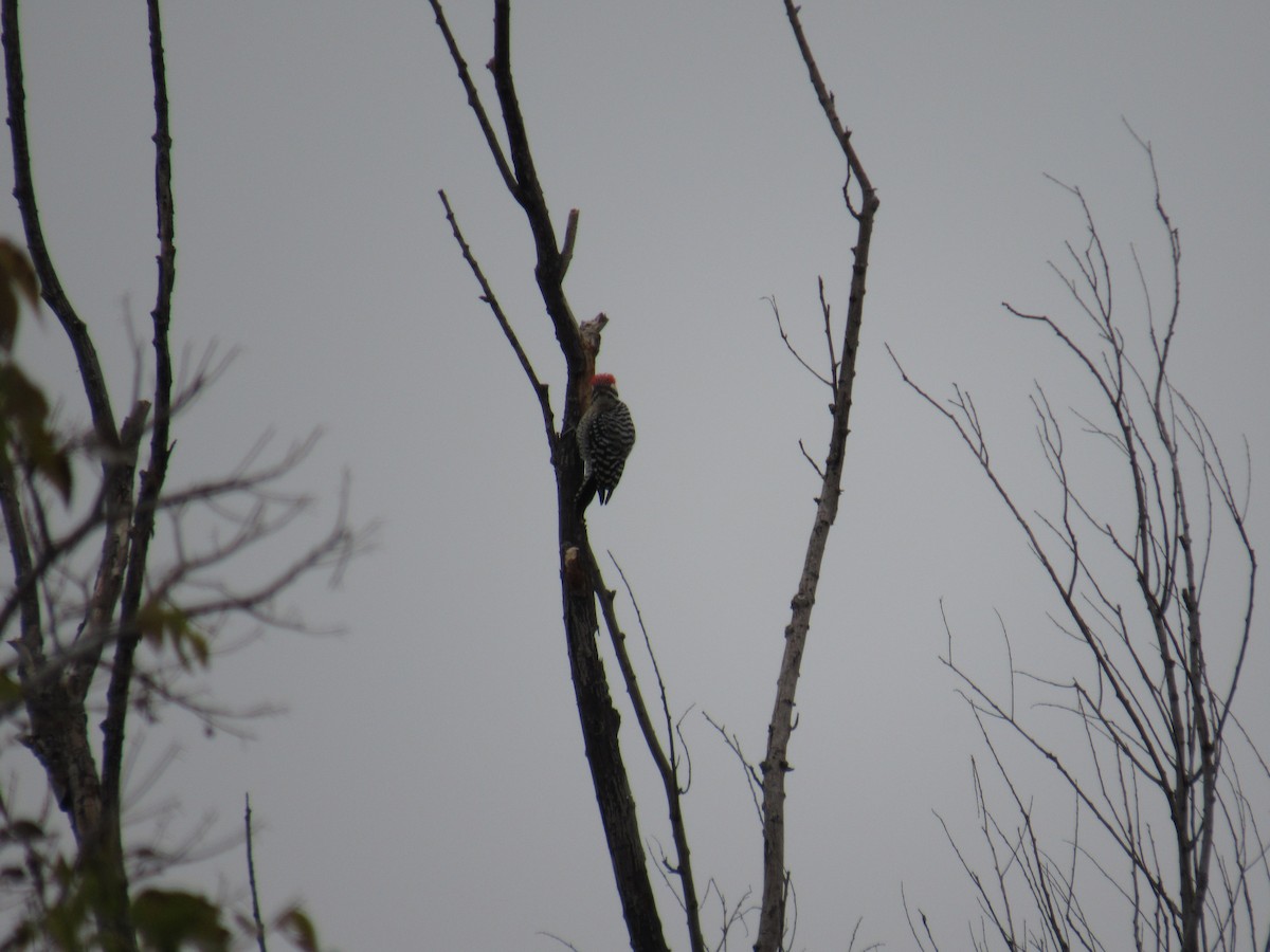 Ladder-backed Woodpecker - ML646608649