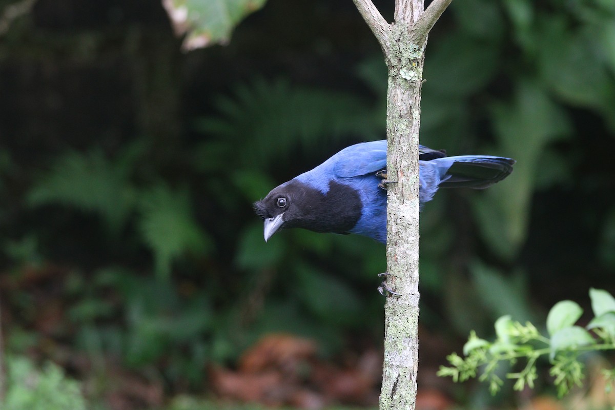 Azure Jay - ML646608651