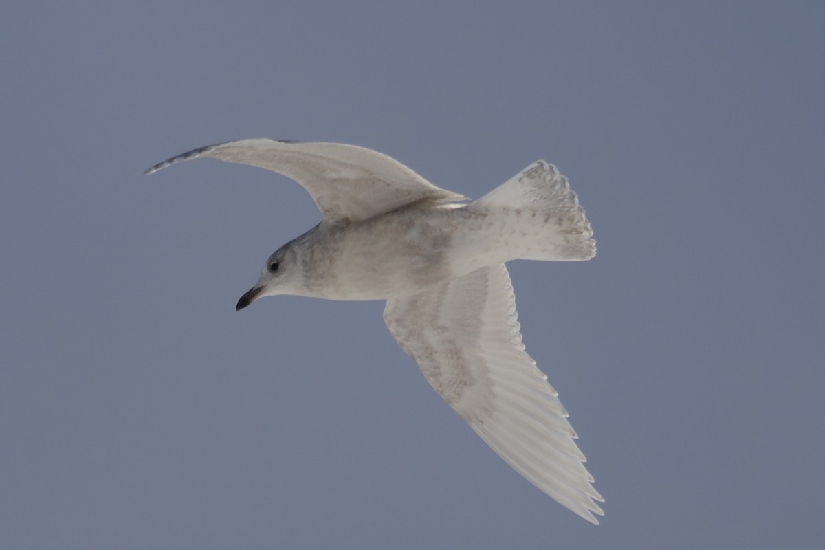 Iceland Gull - ML646608653