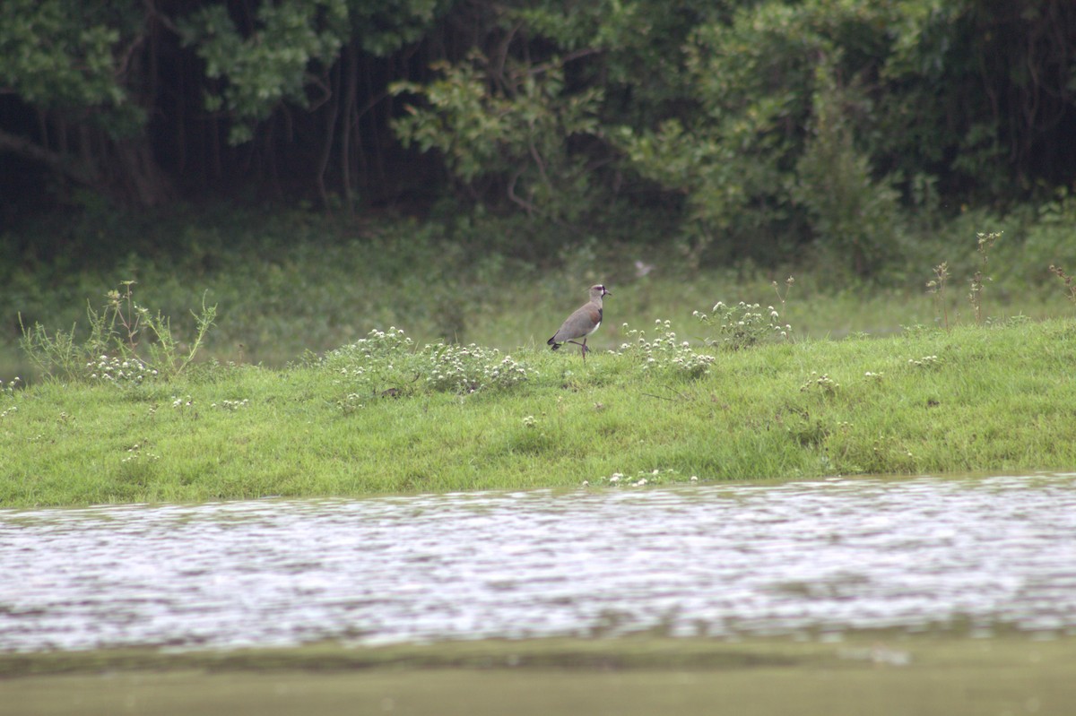 Southern Lapwing - ML646608654