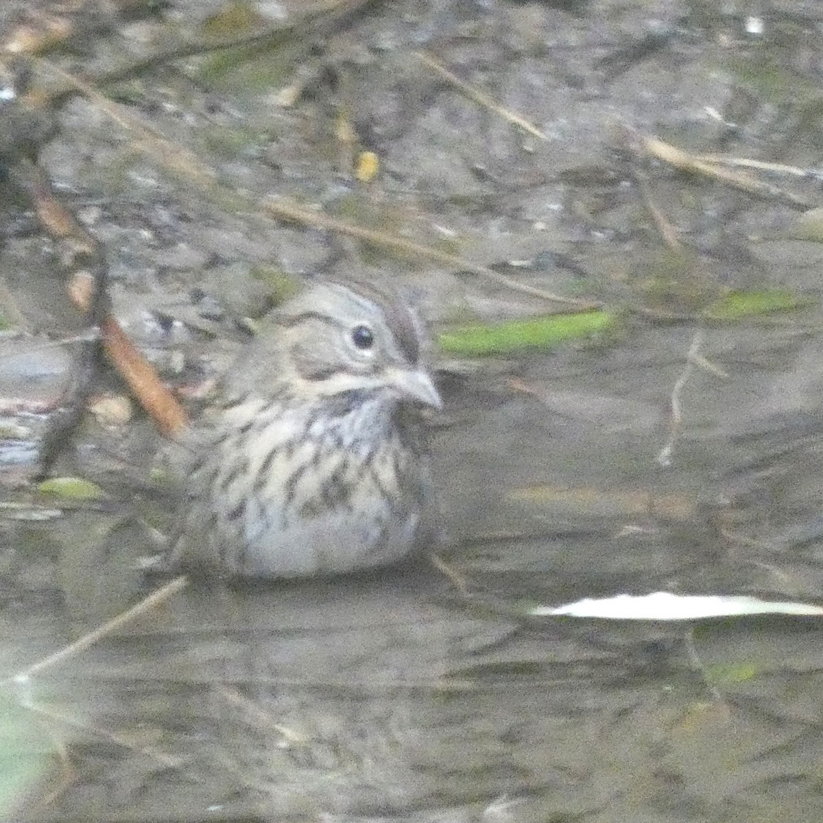 Lincoln's Sparrow - ML646608657
