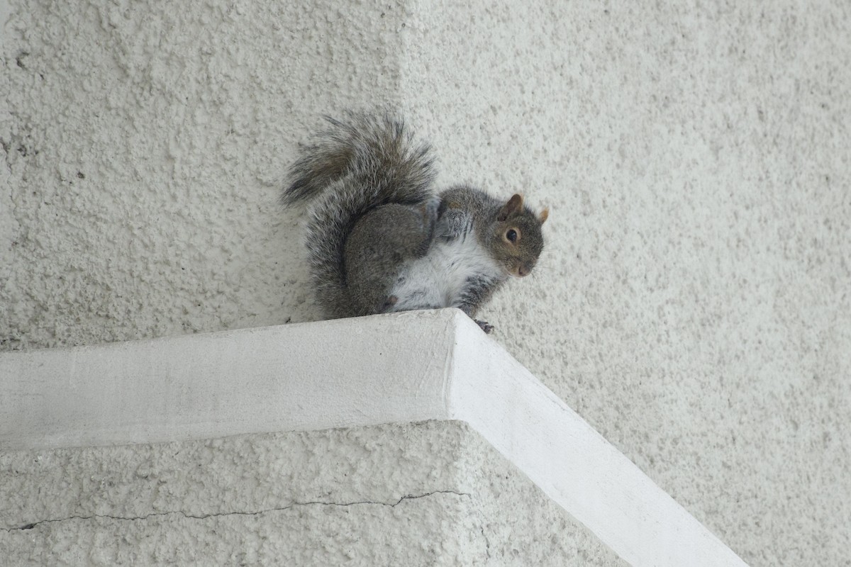 Eastern Gray Squirrel - ML646608658