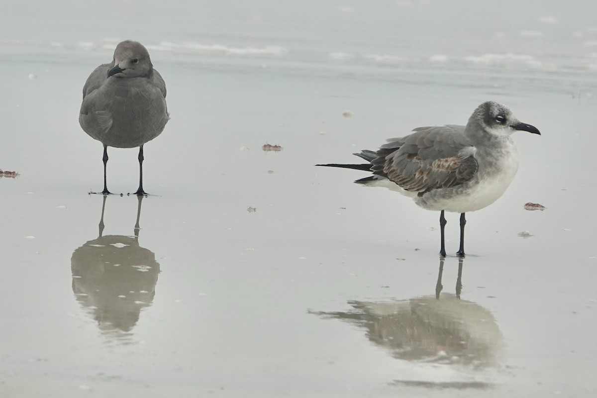 Gaviota Garuma - ML646608659