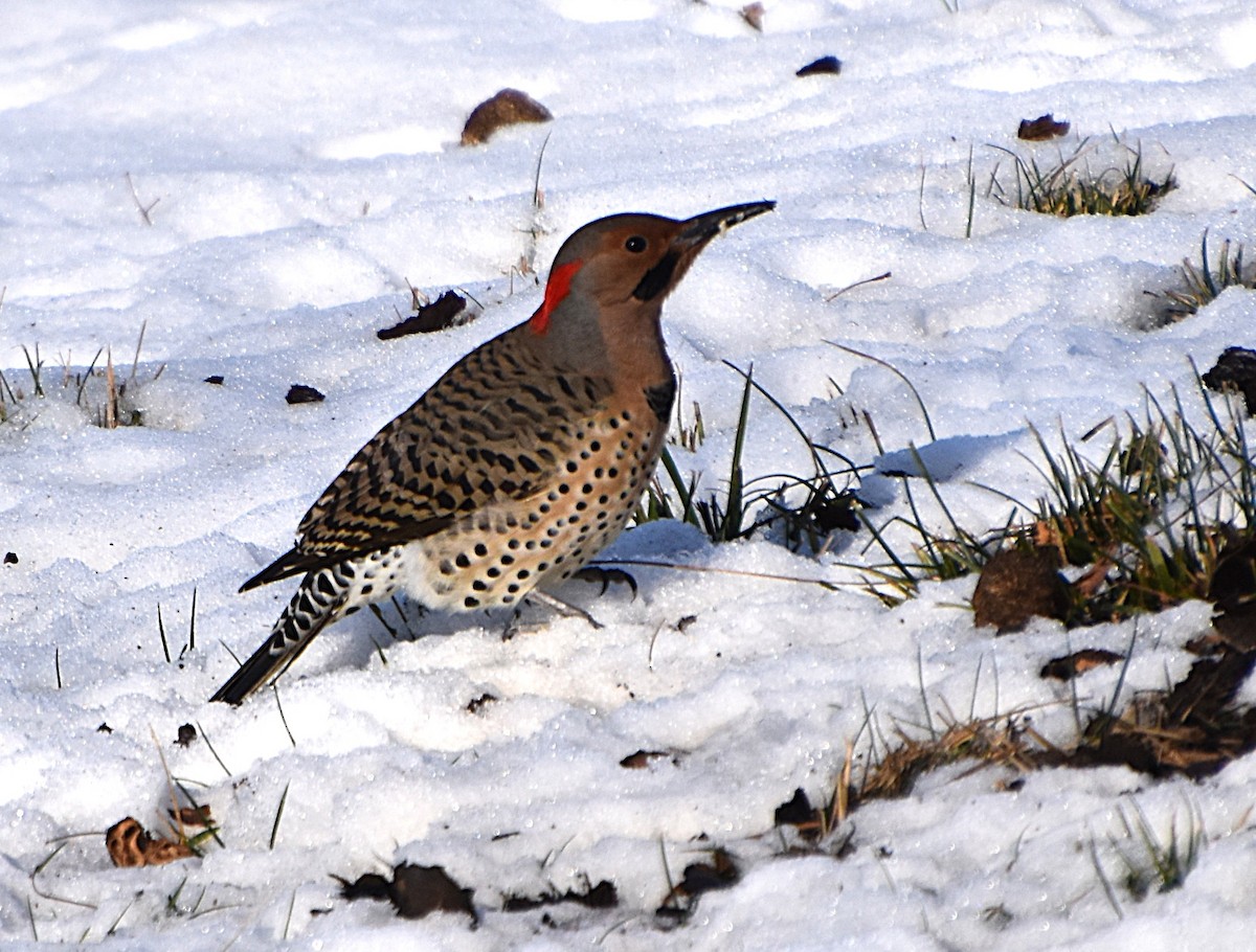 Northern Flicker - ML646608660