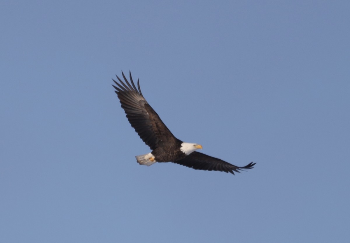 Bald Eagle - ML646608661