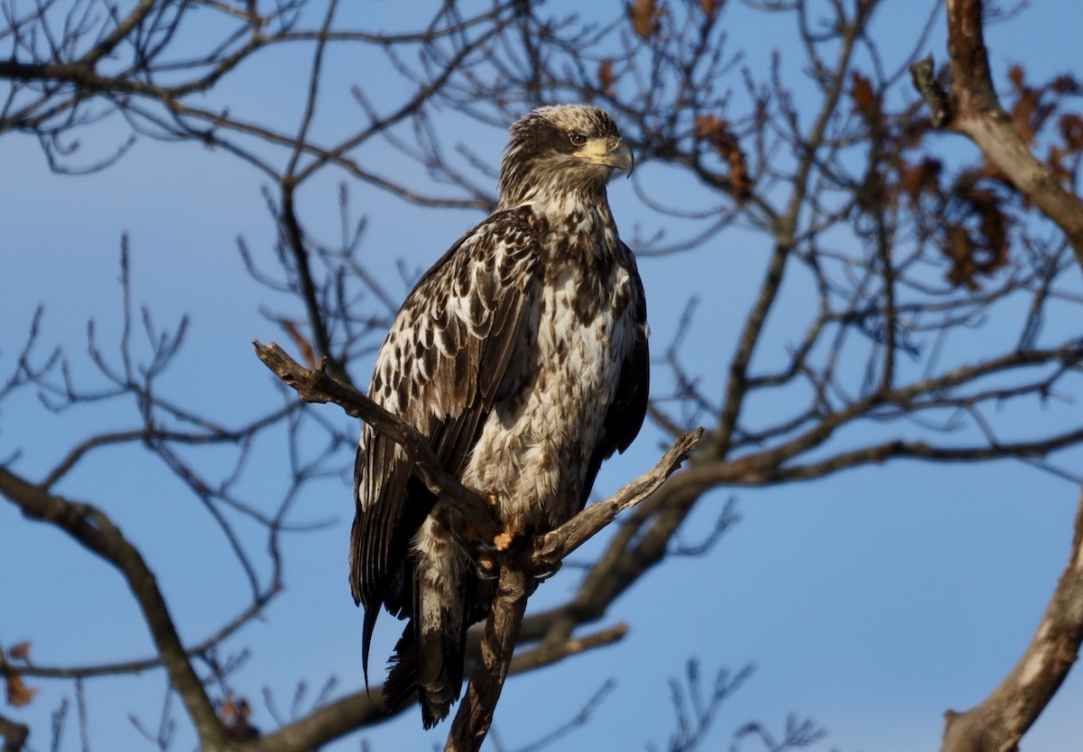 Bald Eagle - ML646608662