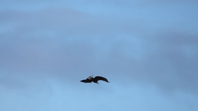 Bald Eagle - ML646608663