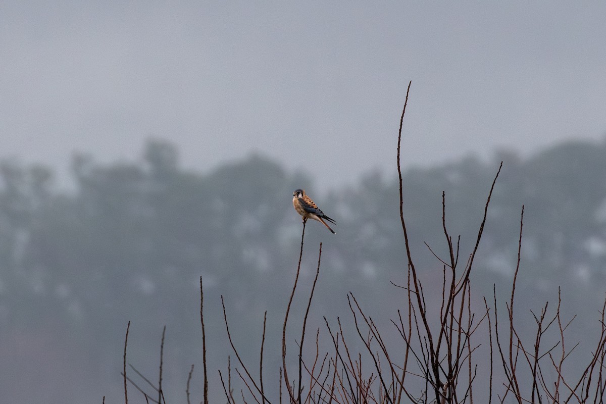 Ala Kerkenez - ML646608665