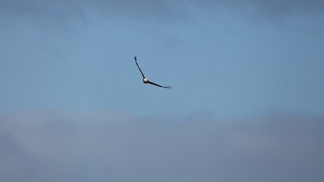 Bald Eagle - ML646608666