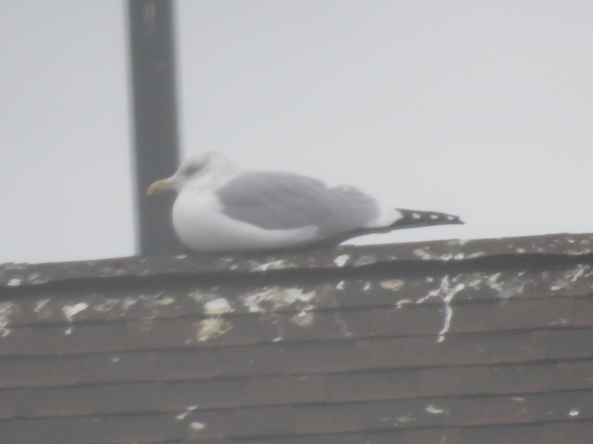 American Herring Gull - ML646608667