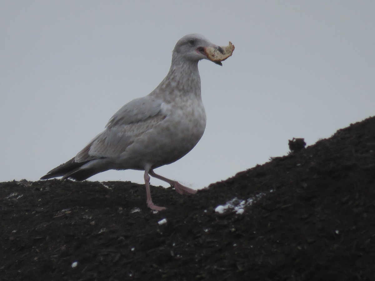 American Herring Gull - ML646608668