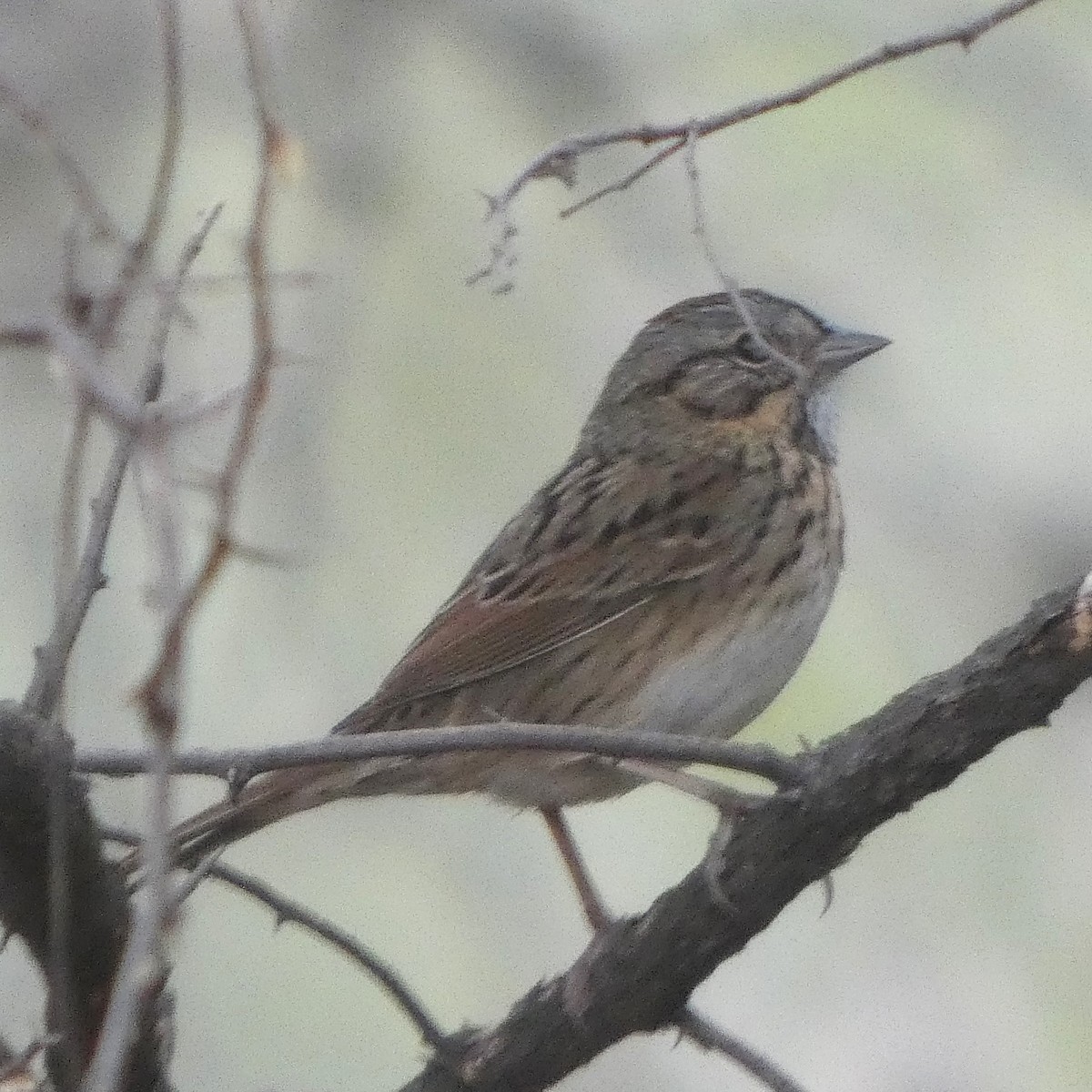 Lincoln's Sparrow - ML646608669